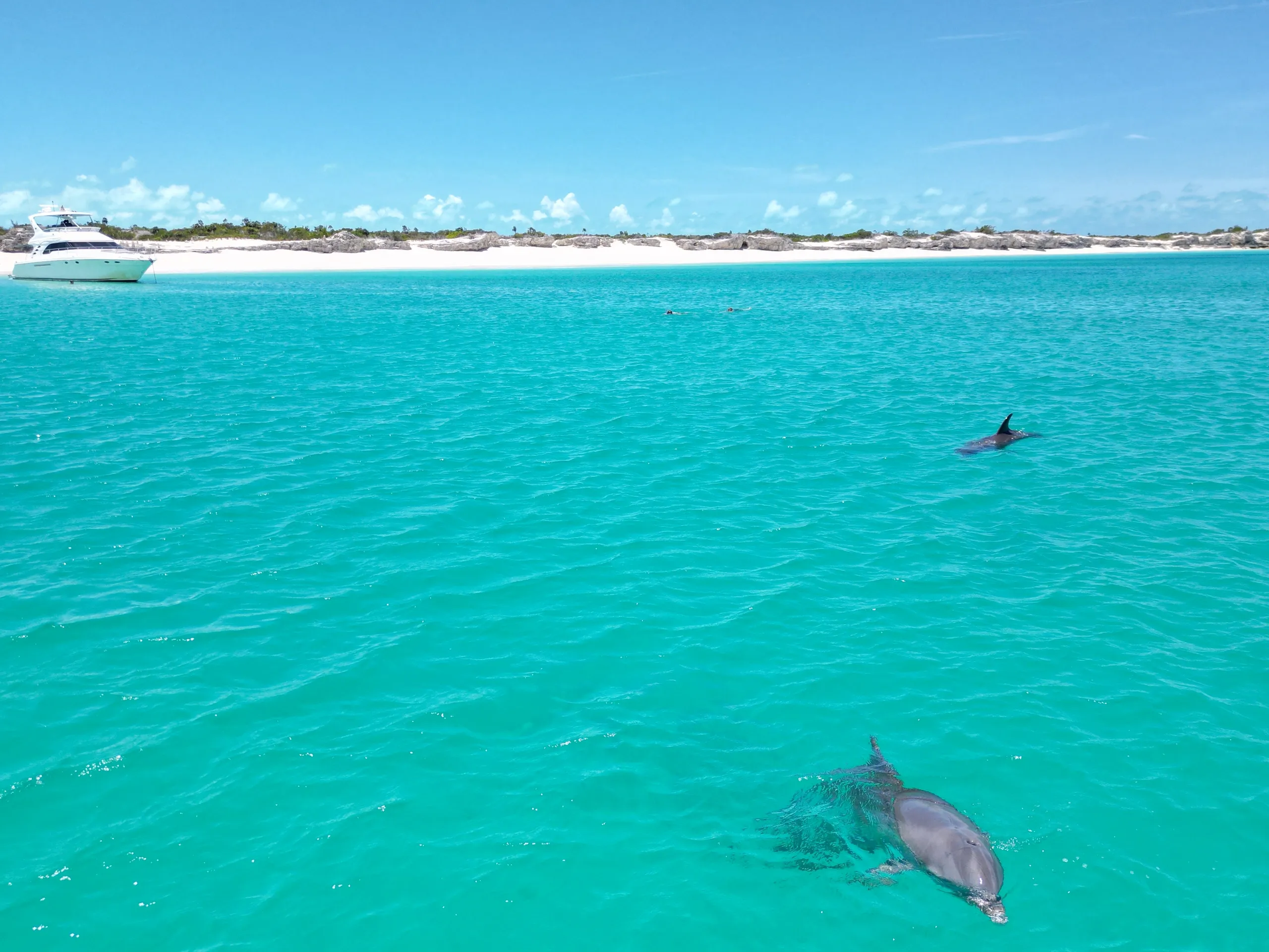 caicos_lifestyle_dolpihns